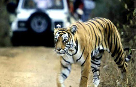 Jim Corbett Nainital Kasauni Almora Mukteshwar Tour